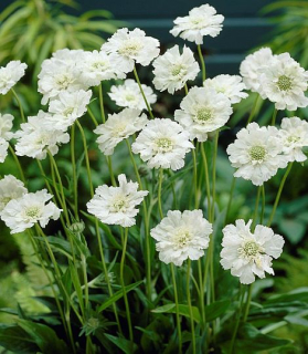 Scabiosa caucasica 'Fama White'
